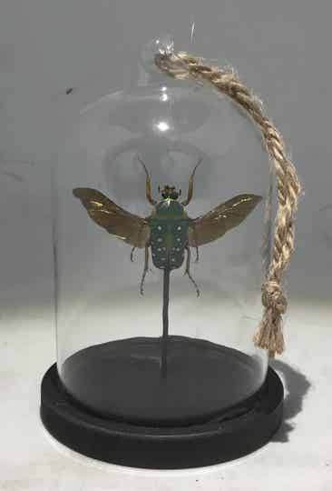 Kever Stephanorrhina guttata