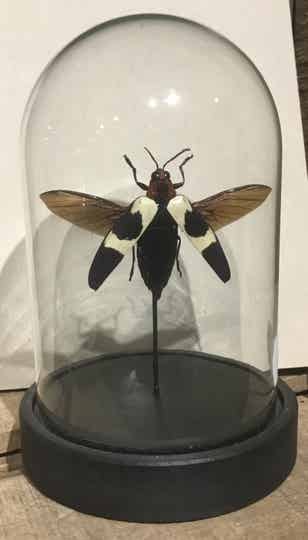 Kever Chrysochroa buqueti