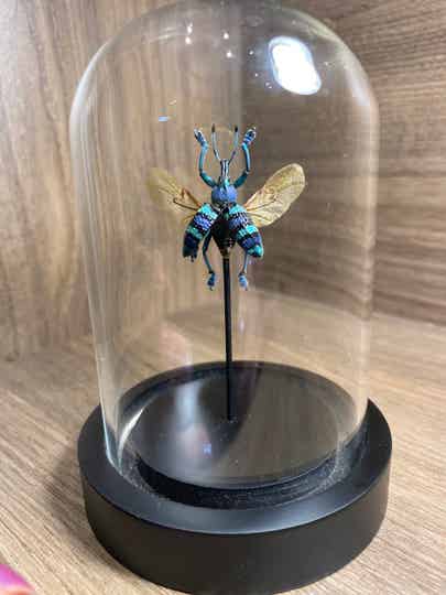 Kever Eupholus  mimikanus