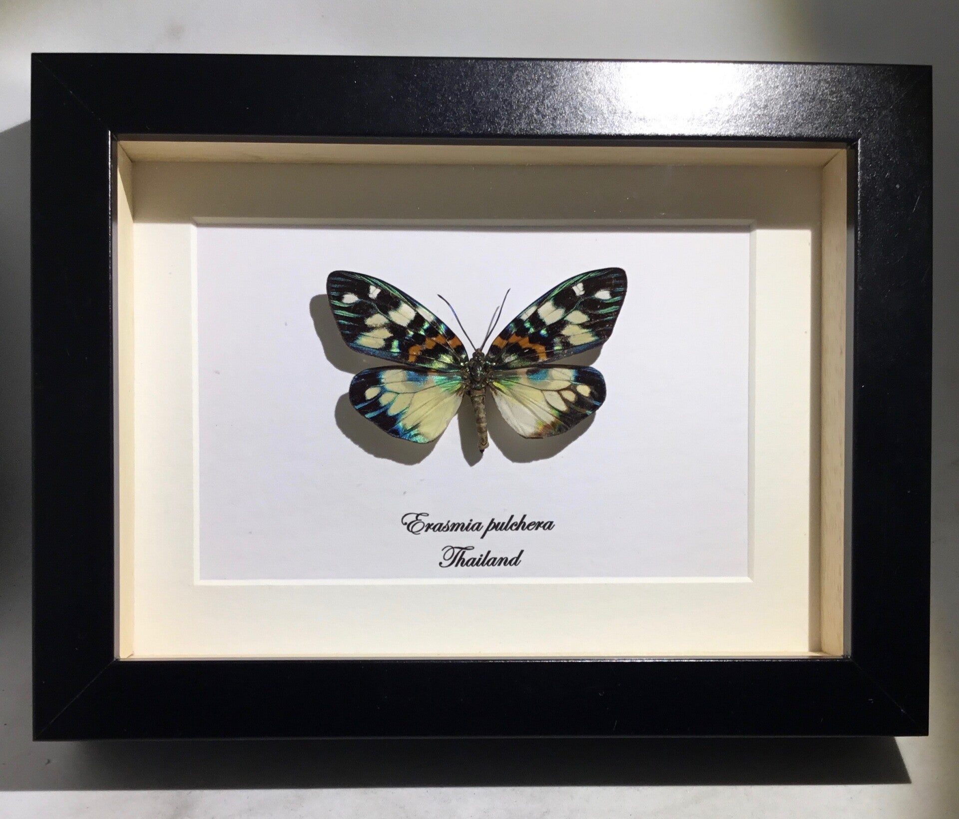 Vlinder Erasmia pulchera