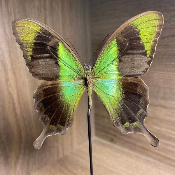 Stolp vlinder Papilio peranthus