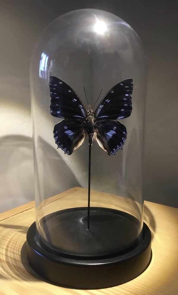 Stolp met vlinder Charaxes ameliae