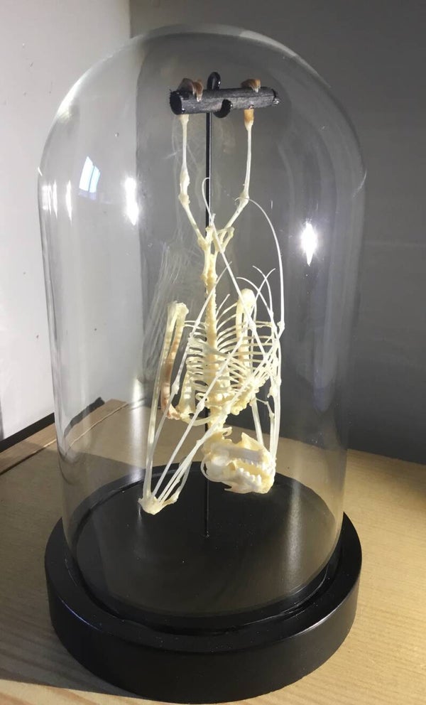 Vleerhond skelet  Cynopterus brachyotis