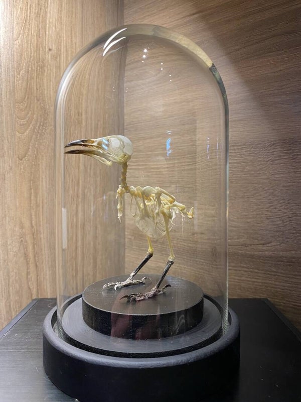 Vogelskelet "Pycnonotus aurigaster"