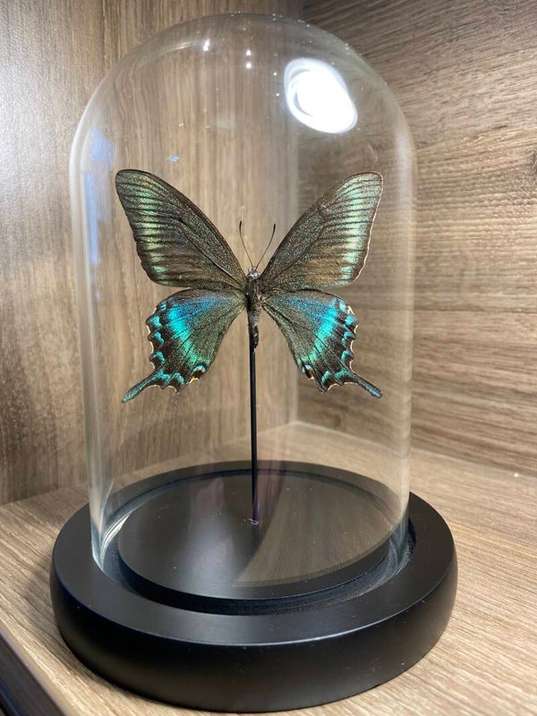 Stolp vlinder Papilio maackii