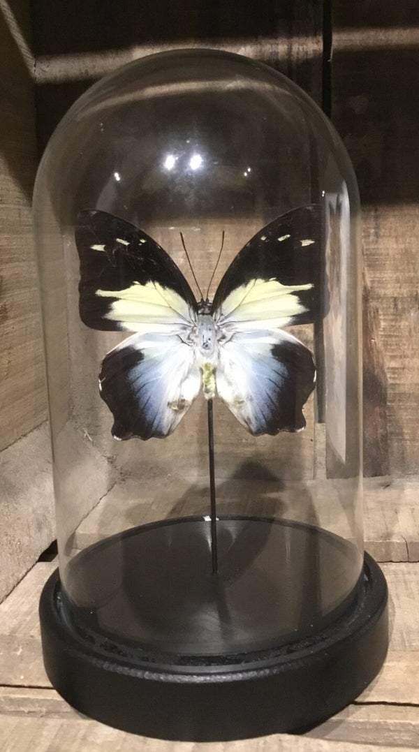 Stolp vlinder Agatasa calydonia