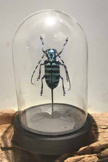 Kever Anoplophora graafi