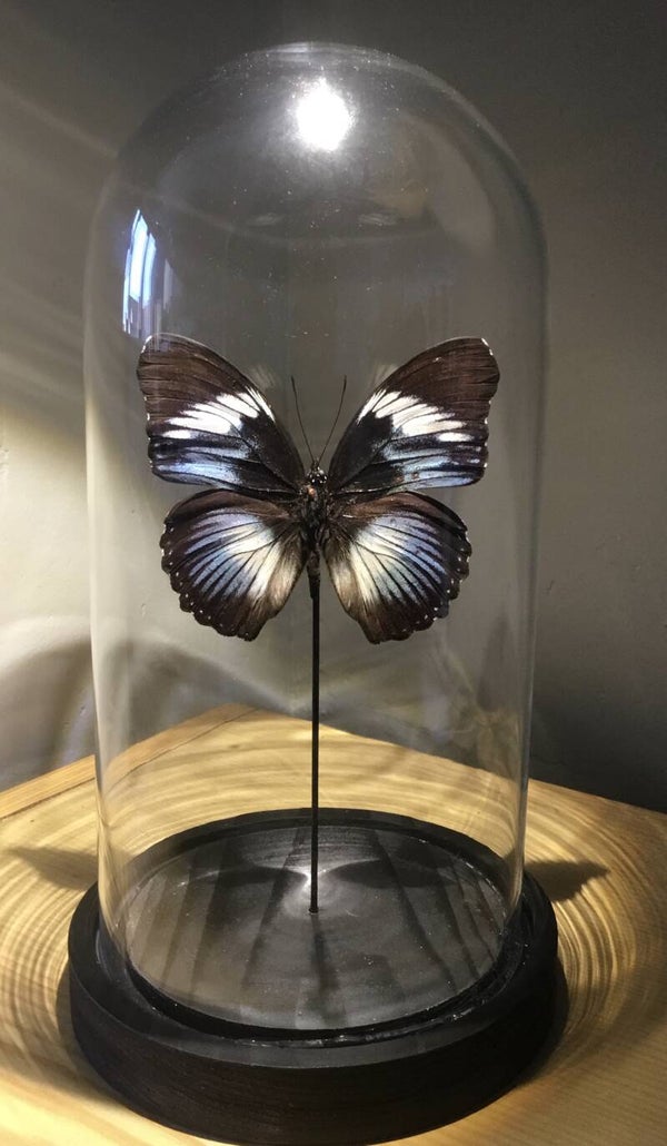 Stolp met vlinder Hypolimnas salmacis