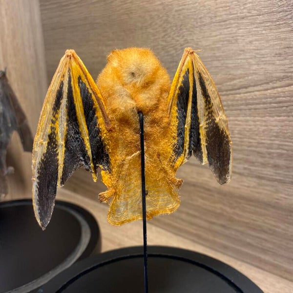 Stolp met Kerivoula Picta vleermuis
