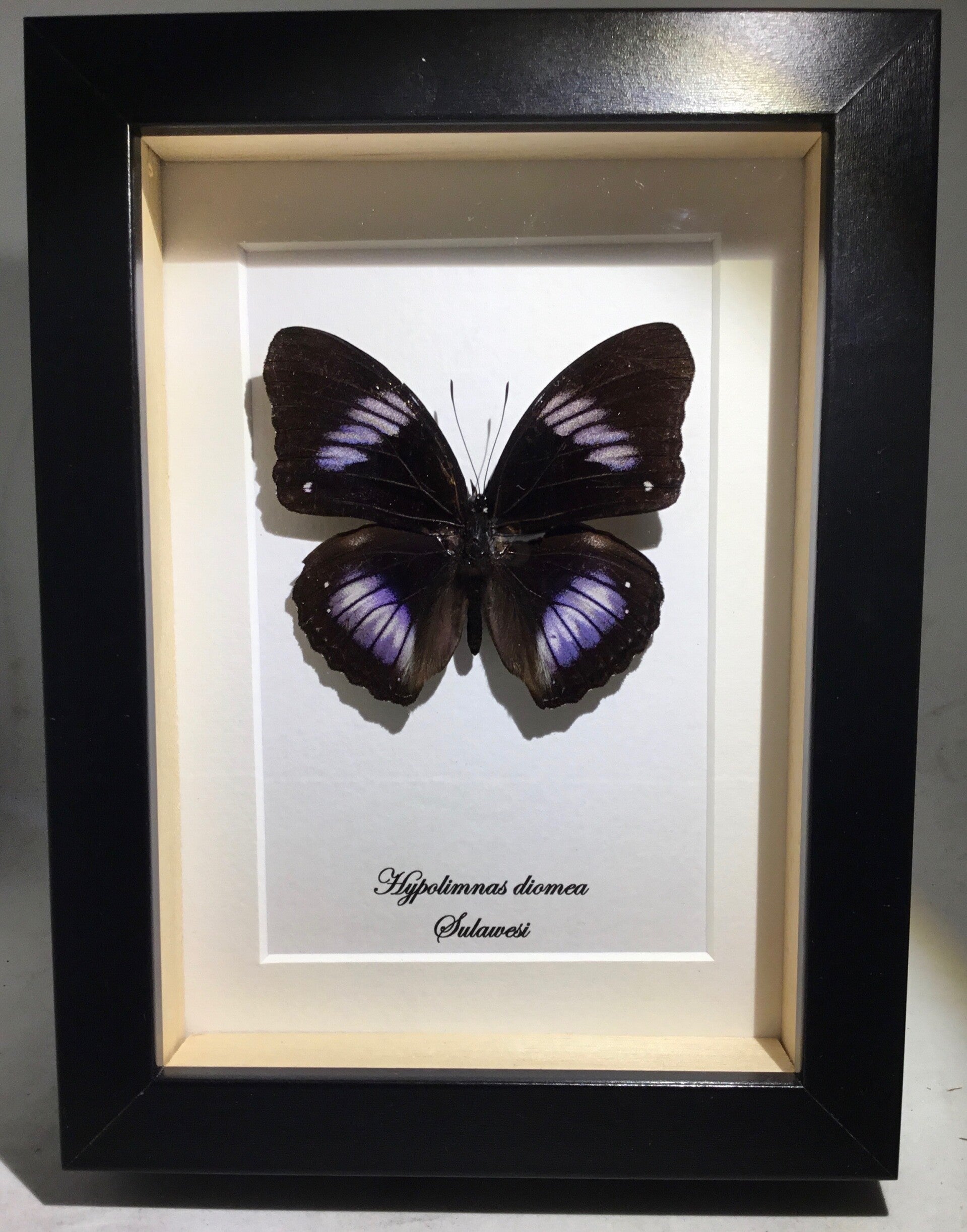 Vlinder Hypolimnas diomea