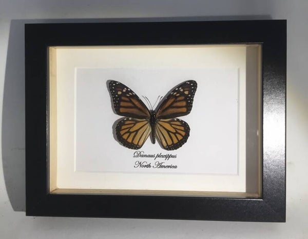 Vlinder Danaus plexippus