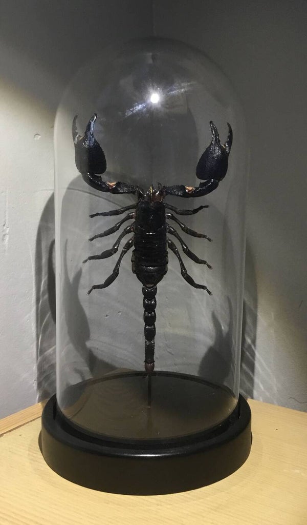 Stolp schorpioen Heterometrus cyaneus