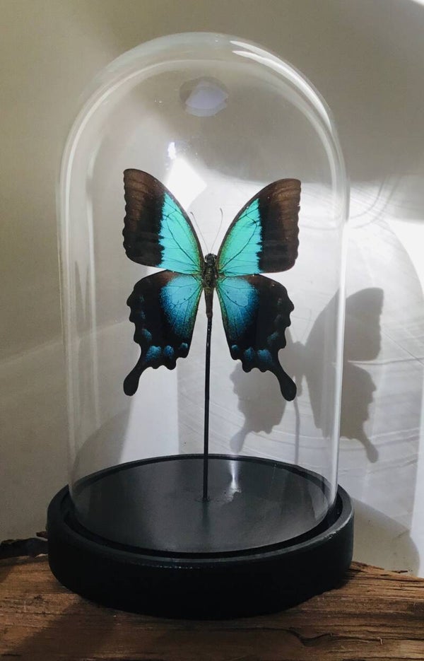Stolp vlinder Papilio pericles