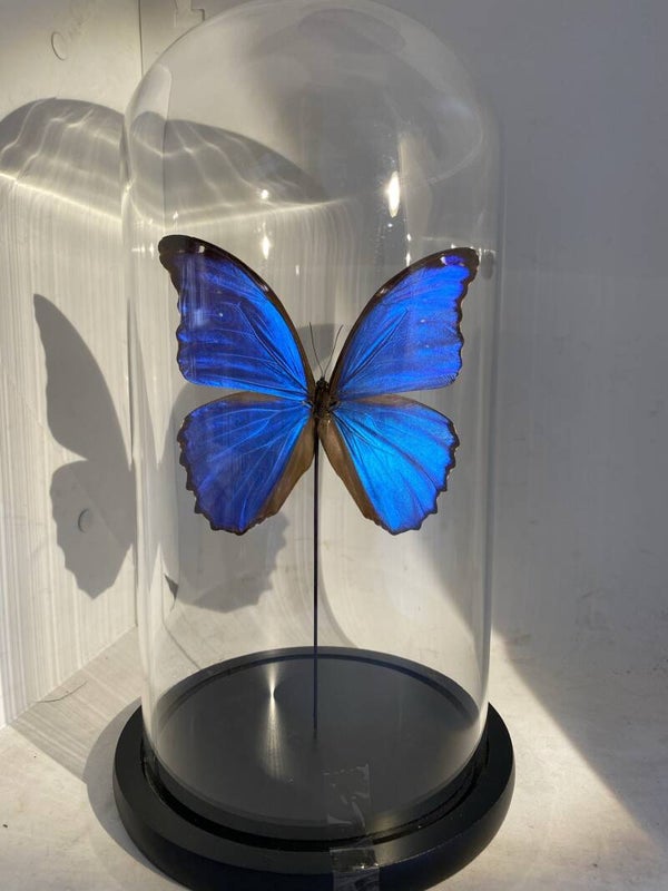 Stolp vlinder Morpho didius