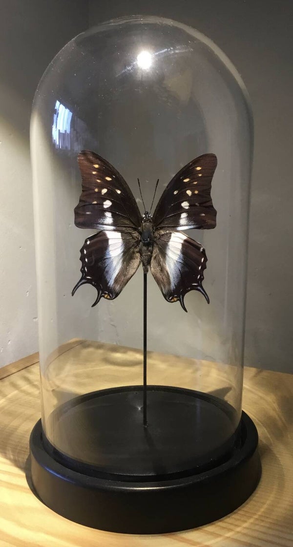 Stolp met vlinder Polyura cognatus