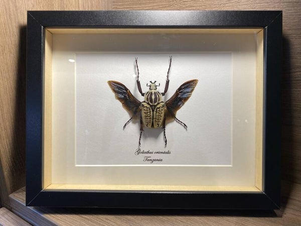 Kever Goliathus orientalis