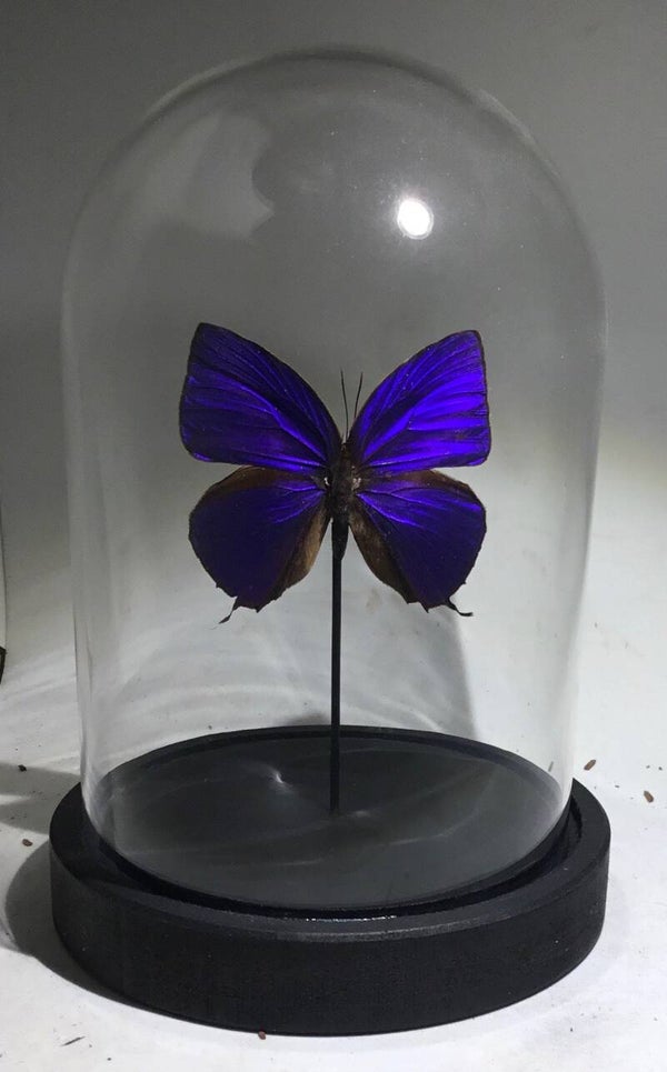 Stolp vlinder Archopala hercules