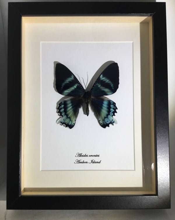 Vlinder Alcides orontes