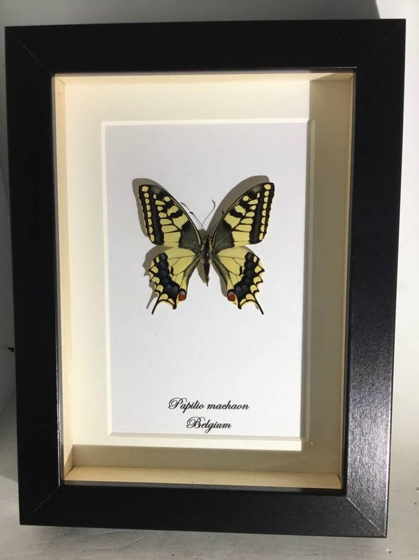 Vlinder Papilio machaon