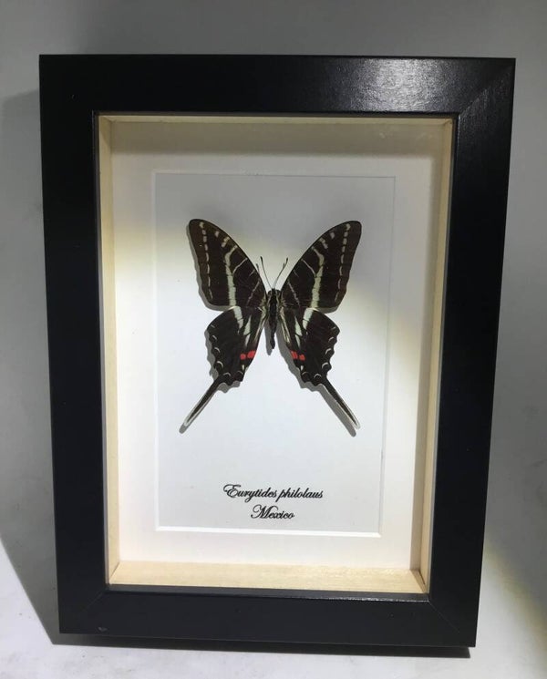 Vlinder  Eurytides philolaus