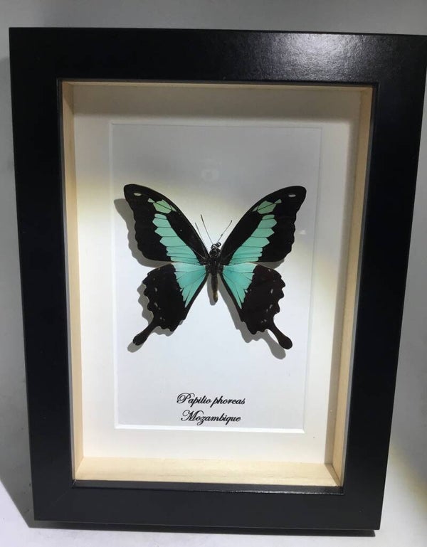 Vlinder Papilio phorcas