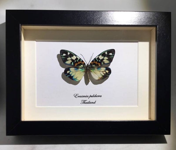 Vlinder Erasmia pulchera