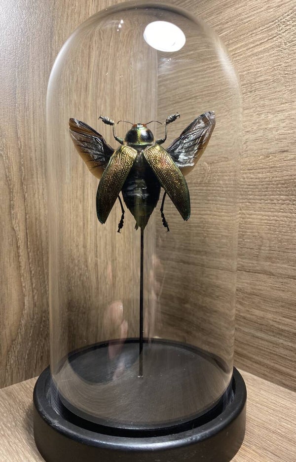 Stolp kever Euchroma gigantea