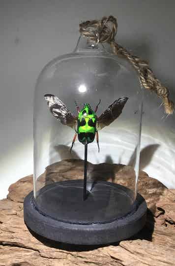 Kever Heterorrhina macleayi