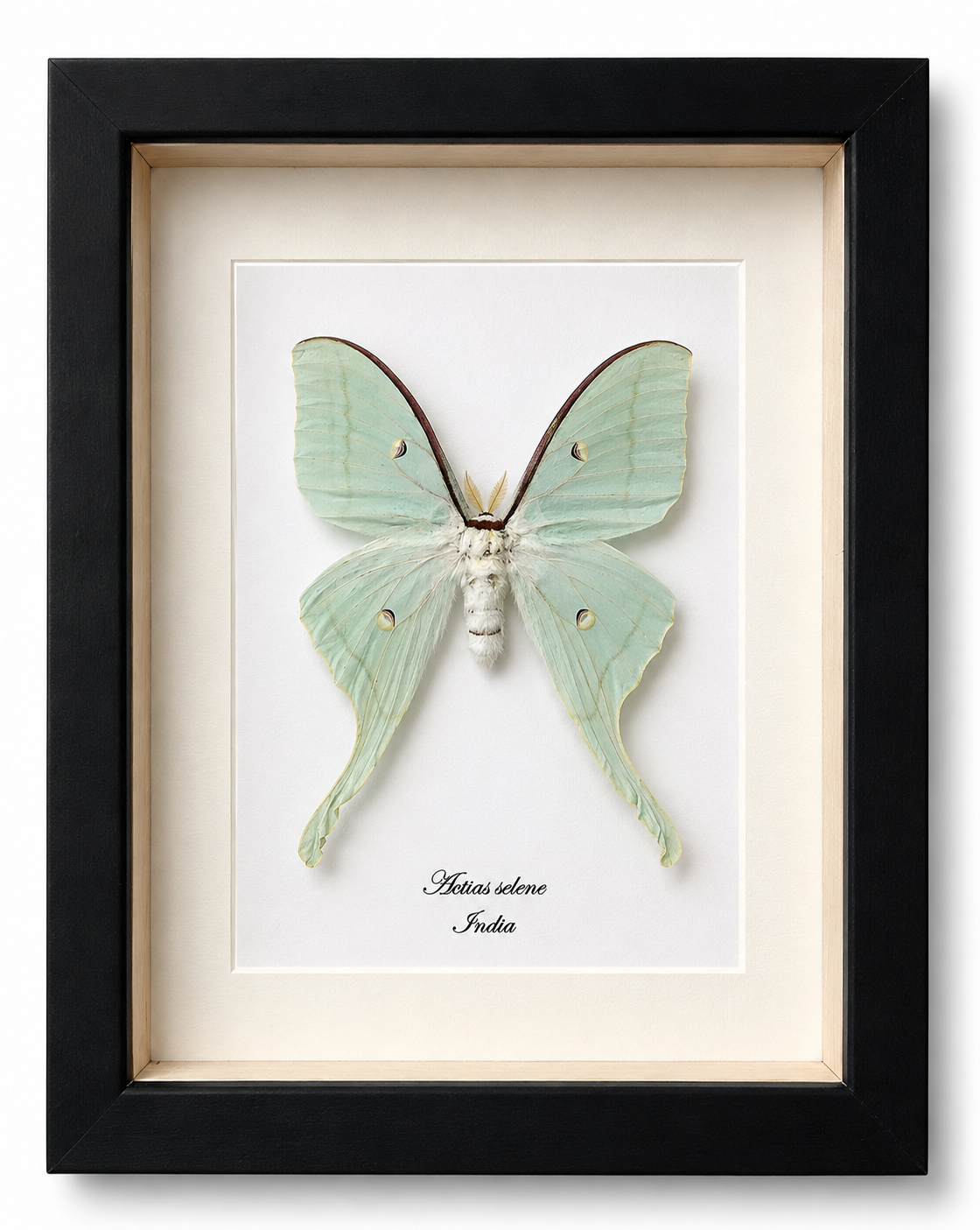 Vlinder Actias selene "Maanvlinder"