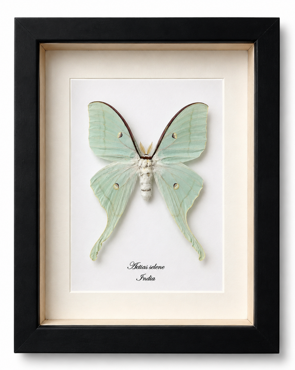 Vlinder Actias selene "Maanvlinder"