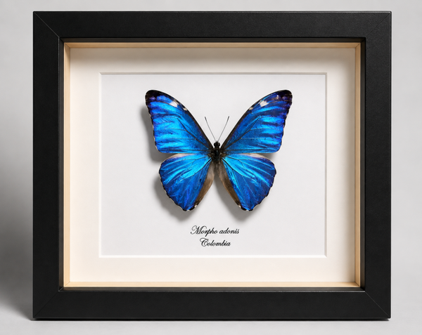 Vlinder Morpho adonis