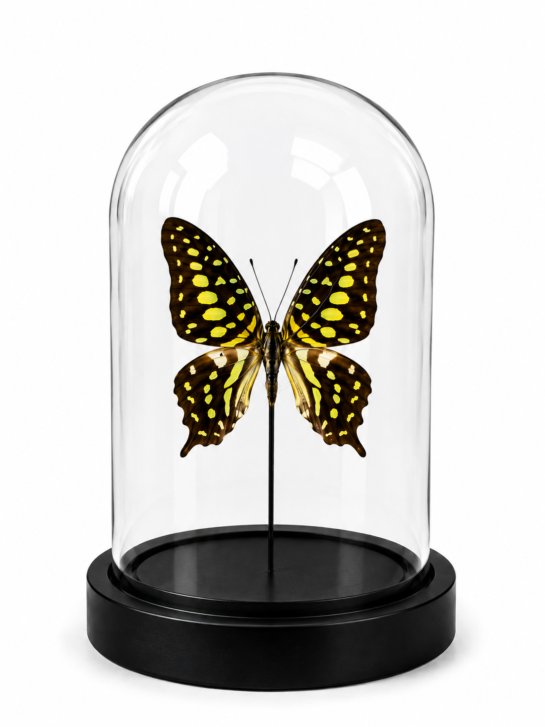Stolp vlinder Graphium agamemnon