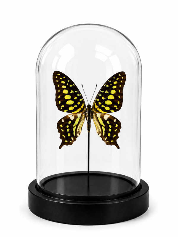 Stolp vlinder Graphium agamemnon