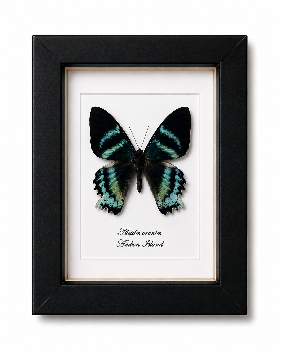 Vlinder Alcides orontes