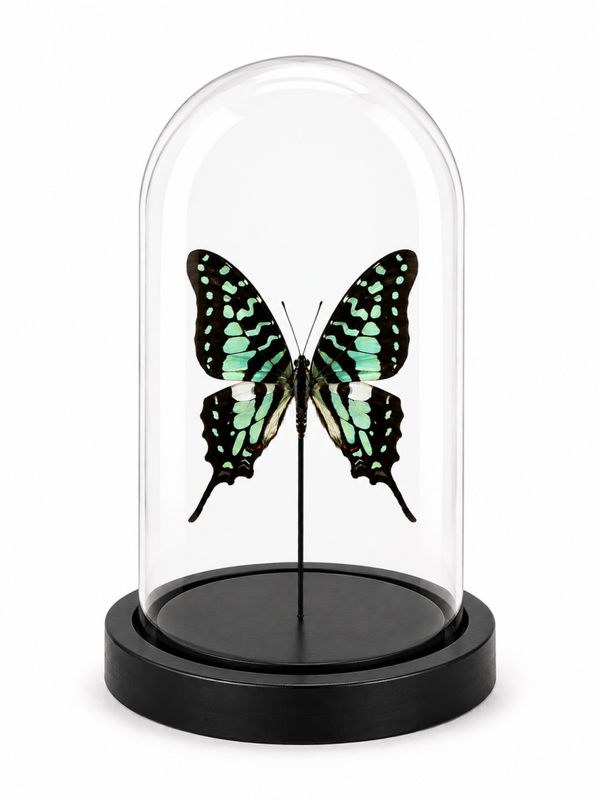 Stolp vlinder Graphium antheus
