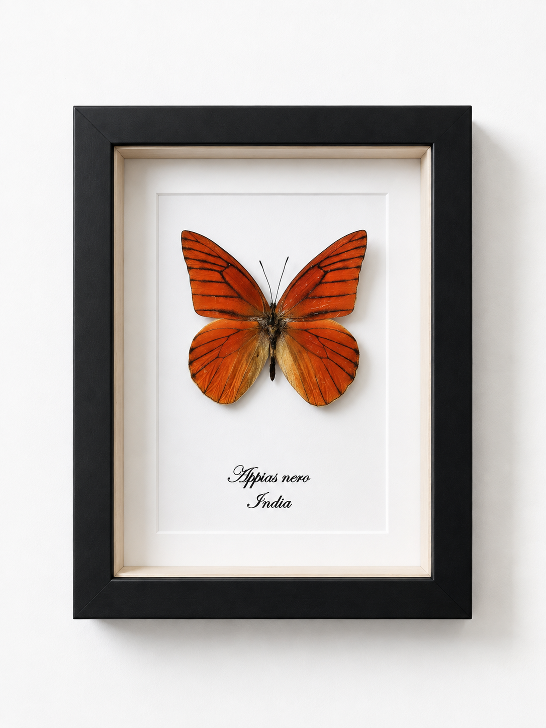Vlinder Apias nero
