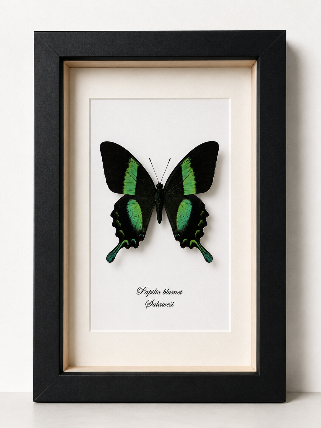 Vlinder Papilio blumei