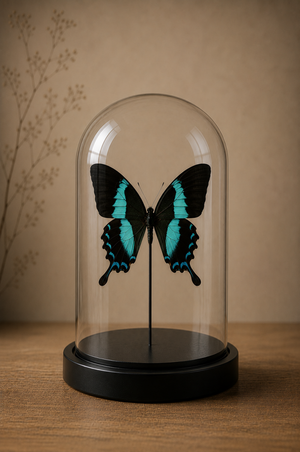 Stolp vlinder met  Papilio Blumei