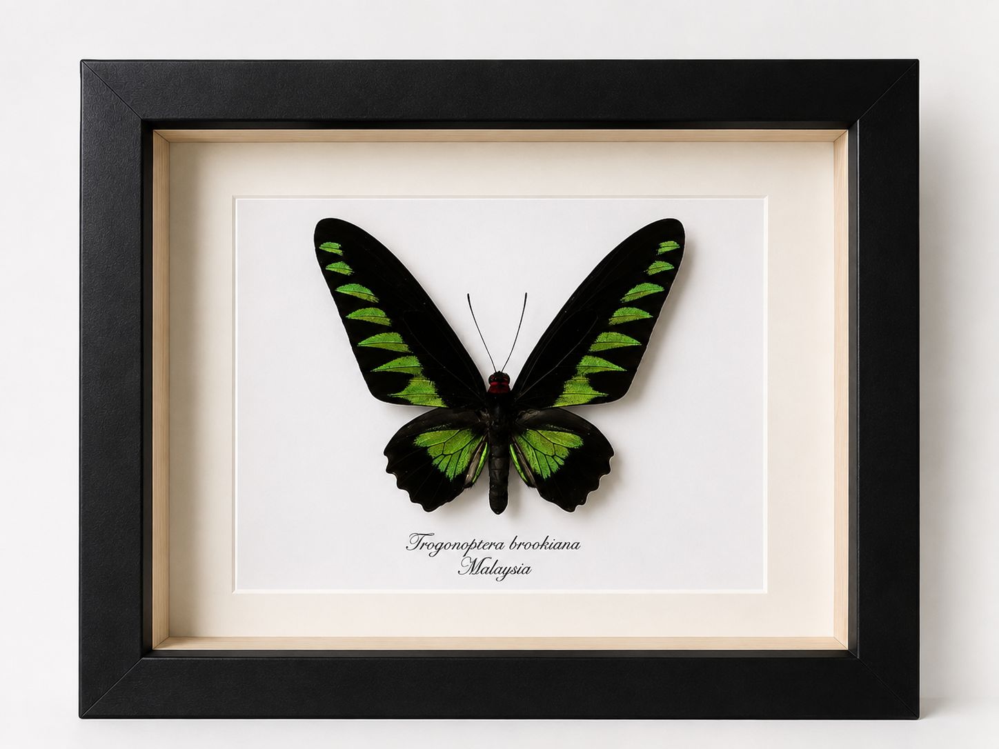 Vlinder Trogonoptera brookiana