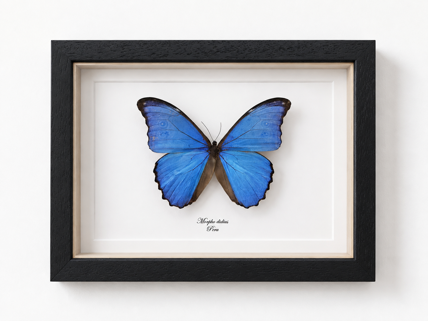 Vlinder Morpho didius