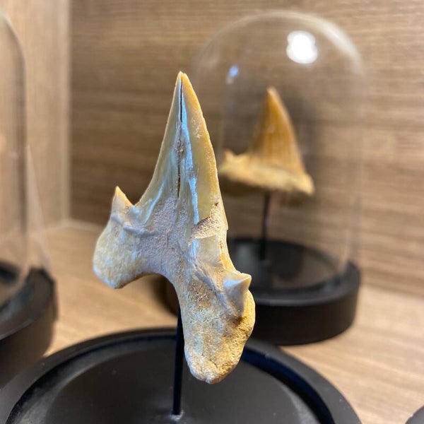 Stolp met haaientand