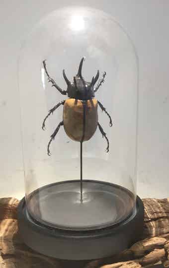 Kever Eupatorus gracilicornis
