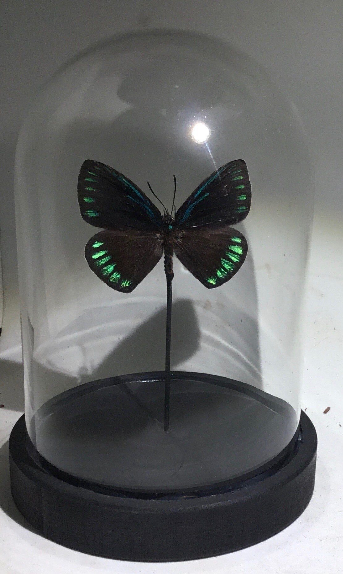 Stolp met vlinder Eumaeus debora