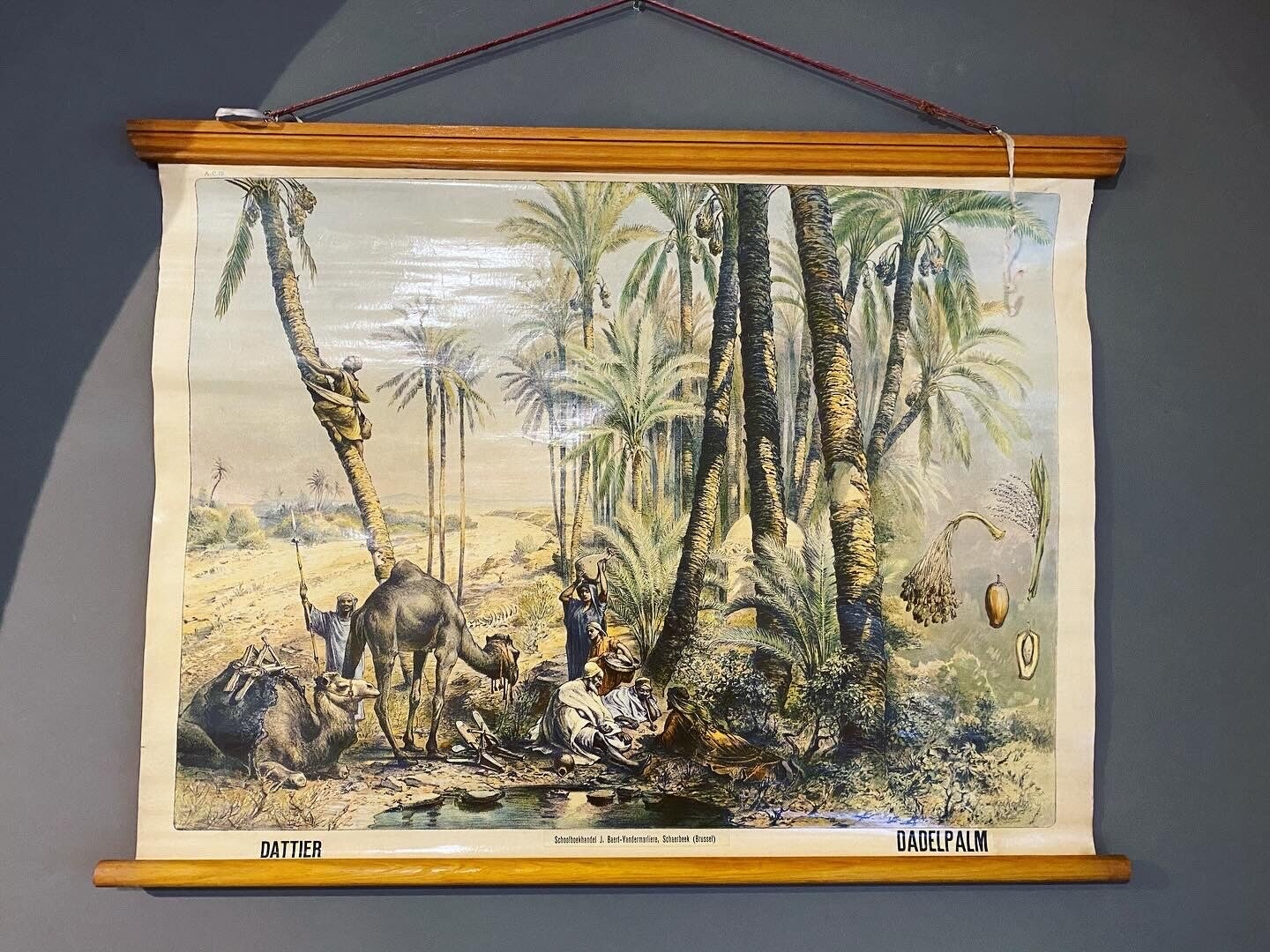 schoolkaart Dadelpalm