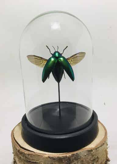 Kever Sternocera ruficornis