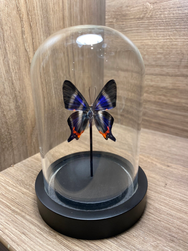 Vlinder stolpje Rhetus Dysonii