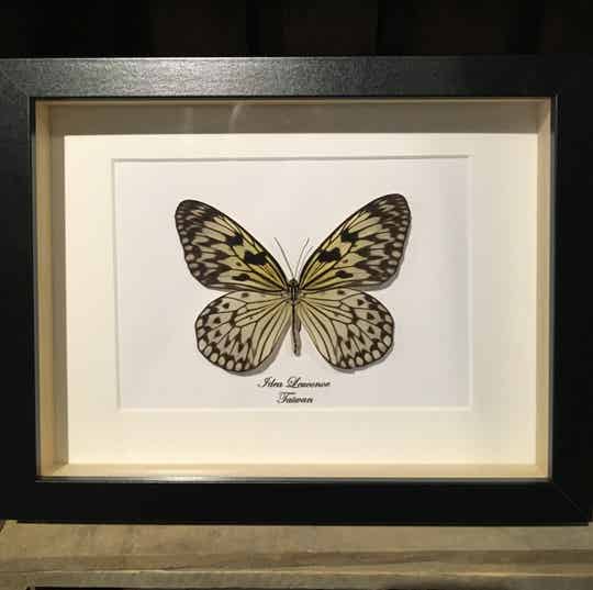 Vlinder Idea leuconoe