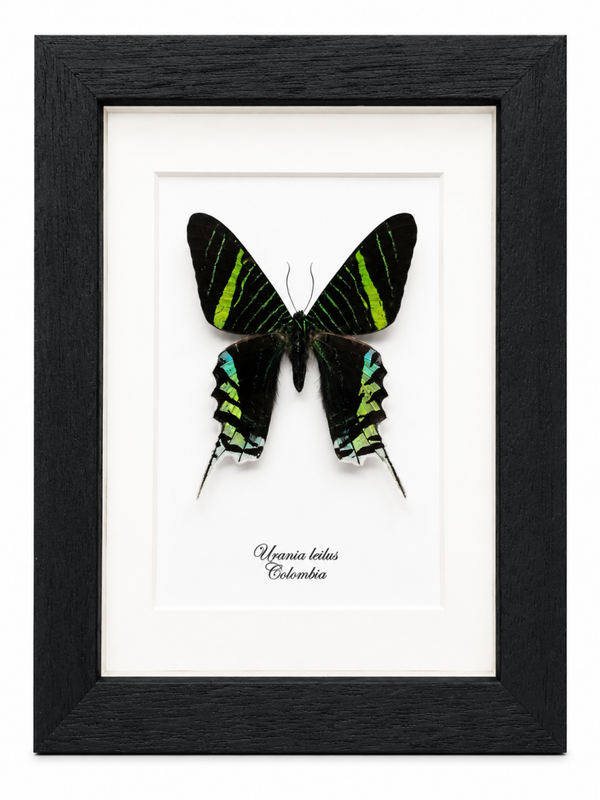 Vlinder Urania leilus