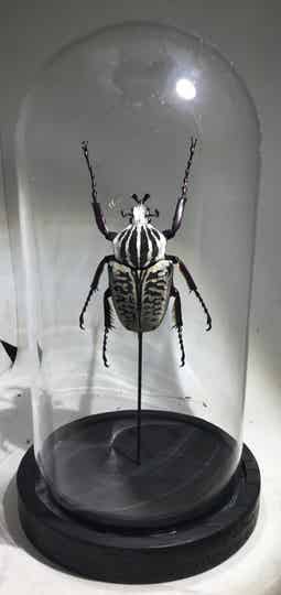 Kever Goliathus albosignatus