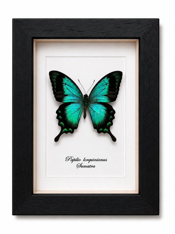 Vlinder Papilio lorquinianus